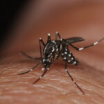 La dengue sta preoccupando il mondo